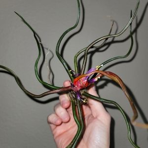LAST ONE SOLD!!!!VERY RARE LIVE AIRPLANT